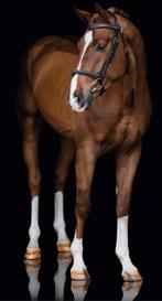 4jarige springhengst, Dieren en Toebehoren, Paarden, Hengst