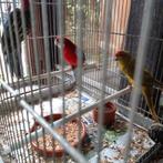 2 rosellas et 1 kakariki