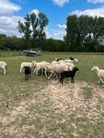 Vanaf 6 maand tot 2 jaar, Dieren en Toebehoren, Schapen, Geiten en Varkens, Meerdere dieren, Schaap, 0 tot 2 jaar