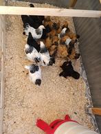 brahma kriel 4 hennen + 1 haantje gratis ! 105 euro, Vrouwelijk, Kip