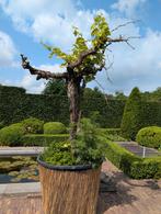 Druivenlaar met oude stam in pot, 190cm hoog, Tuin en Terras, Ophalen, Overige soorten, Volle zon, In pot