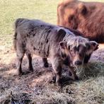 Schotsehooglander vaars donker blond. Stier kalf zwart, Dieren en Toebehoren, Runderen