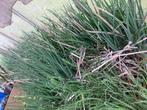 Cherche plant kiwi Sibérie femelle donne rocambole, Tuin en Terras, Planten | Tuinplanten, Ophalen