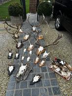 Schedel hertengewei vanaf 10€ tot 185€, Enlèvement