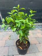 Prunus lusitanica, Tuin en Terras, Ophalen