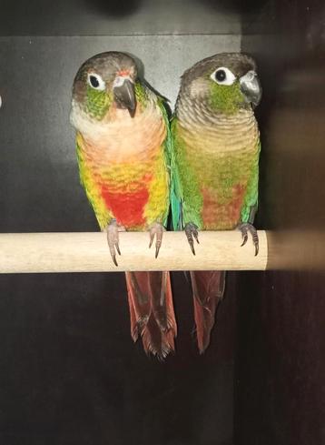 Koppelparkiet conure molinae met dna-papier beschikbaar voor biedingen