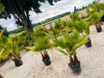 🌴 Palm Washingtonia MultiTrunk 3-7 Trunc_Delivery 🚛, Ophalen of Verzenden, Winter, In pot, Olijfboom