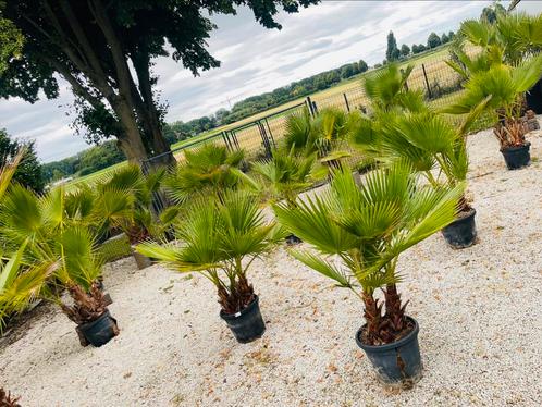 🌴 Palm Washingtonia MultiTrunk 3-7 Trunc_Delivery 🚛, Tuin en Terras, Planten | Bomen, Olijfboom, Winter, In pot, Ophalen of Verzenden