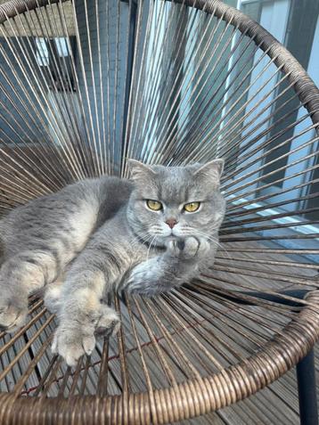 Britse korthaar poes