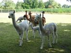 Alpaca’s te koop, Dieren en Toebehoren, Juni, Meerdere dieren