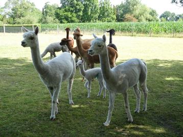 Alpaca’s te koop  beschikbaar voor biedingen
