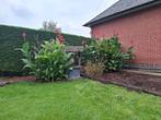 Cannas bloembollen, Tuin en Terras, Bloembollen en Zaden, Ophalen of Verzenden