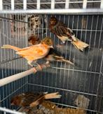 Harlekijnkanaries, Meerdere dieren