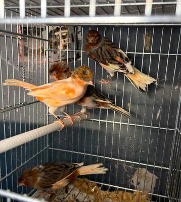 Harlekijnkanaries beschikbaar voor biedingen