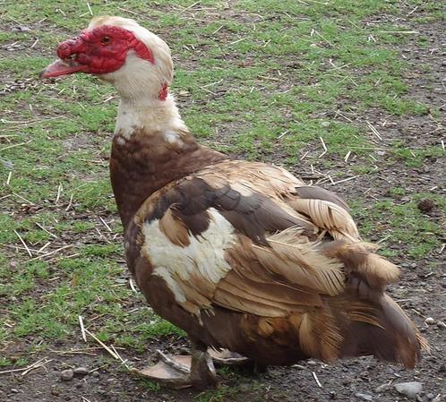 Œufs canard Barbarie, Dieren en Toebehoren, Pluimvee, Eend