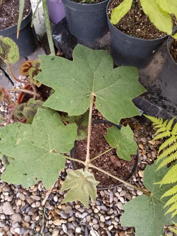 tetrapanax papyrifer, Ophalen