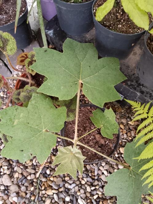 tetrapanax papyrifer, Tuin en Terras, Planten | Tuinplanten, Ophalen