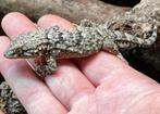 Moorse muurgekko €20, Lézard, Domestique, 0 à 2 ans