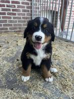 Lieve en zeer sociale berner sennen pups, België, Fokker | Hobbymatig, CDV (hondenziekte), Meerdere