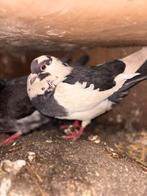 Pigeon a vendre, Animaux & Accessoires, Plusieurs animaux, Autres espèces