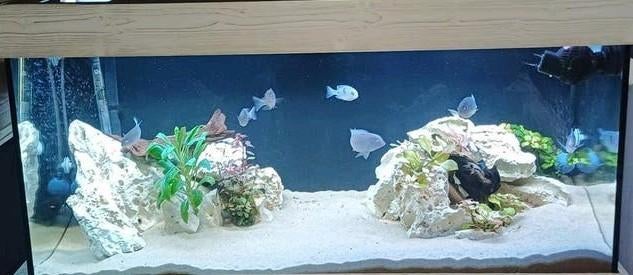 Juwel Rio 180 avec 7 Cyrtocara moorii, cichlidé dauphin, Enlèvement, Juwel