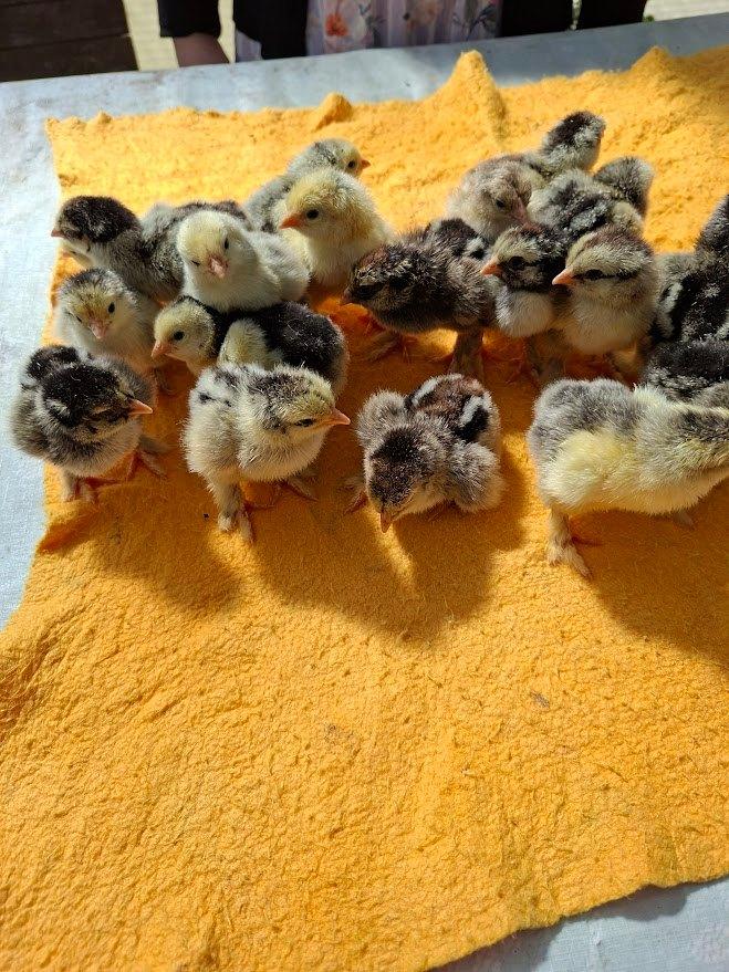 day chicks by Brahma argenté/noir ourlé, Animaux & Accessoires, Volatiles, Poule ou poulet, Sexe inconnu