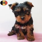 Yorkshire Terriër, adorables chiots (belges) à vendre, Animaux & Accessoires, Commerçant, Yorkshire Terrier, 8 à 15 semaines, Plusieurs