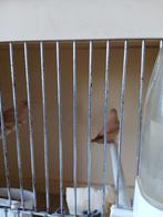 Zilverbekjes, Dieren en Toebehoren, Vogels | Overige Vogels, Vrouwelijk, Tropenvogel, Geringd