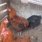 Broedeieren Easter Eggers ( gekleurde eieren), Dieren en Toebehoren, Pluimvee