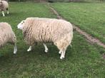 Franse texel ram, Mannelijk, Schaap, 3 tot 5 jaar