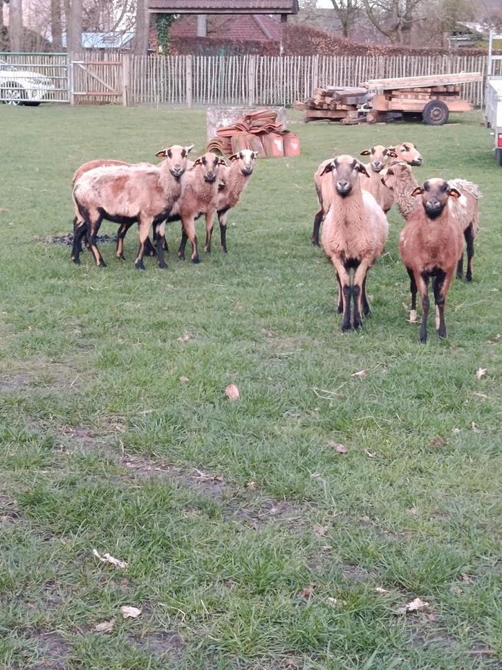 Brebis du Cameroun, Animaux & Accessoires, Moutons, Chèvres & Cochons