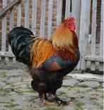 Kuikens brahma goudpatrijs, Dieren en Toebehoren