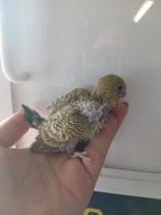Grasparkiet voor hand opfok, Dieren en Toebehoren, Vogels | Parkieten en Papegaaien, Geslacht onbekend, Parkiet, Tam