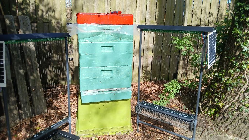 Harp Aziatische hoornaars , gebruiksklaar met zonnepaneel, Bijen