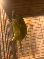 Amazone papegaai handtam, Dieren en Toebehoren, Vogels | Parkieten en Papegaaien, Geslacht onbekend, Papegaai, Pratend