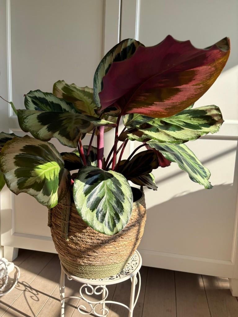 Calathea goeppertia roseoptica, Huis en Inrichting, Kamerplanten, Ophalen, Overige soorten