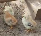 3 Chabo kuikens, Dieren en Toebehoren, Pluimvee