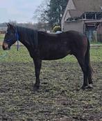 Quarter / Irish paint ruin, Hongre