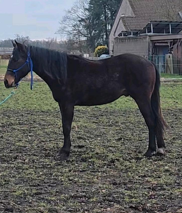 Quarter / Irish paint ruin, Animaux & Accessoires, Chevaux, Hongre