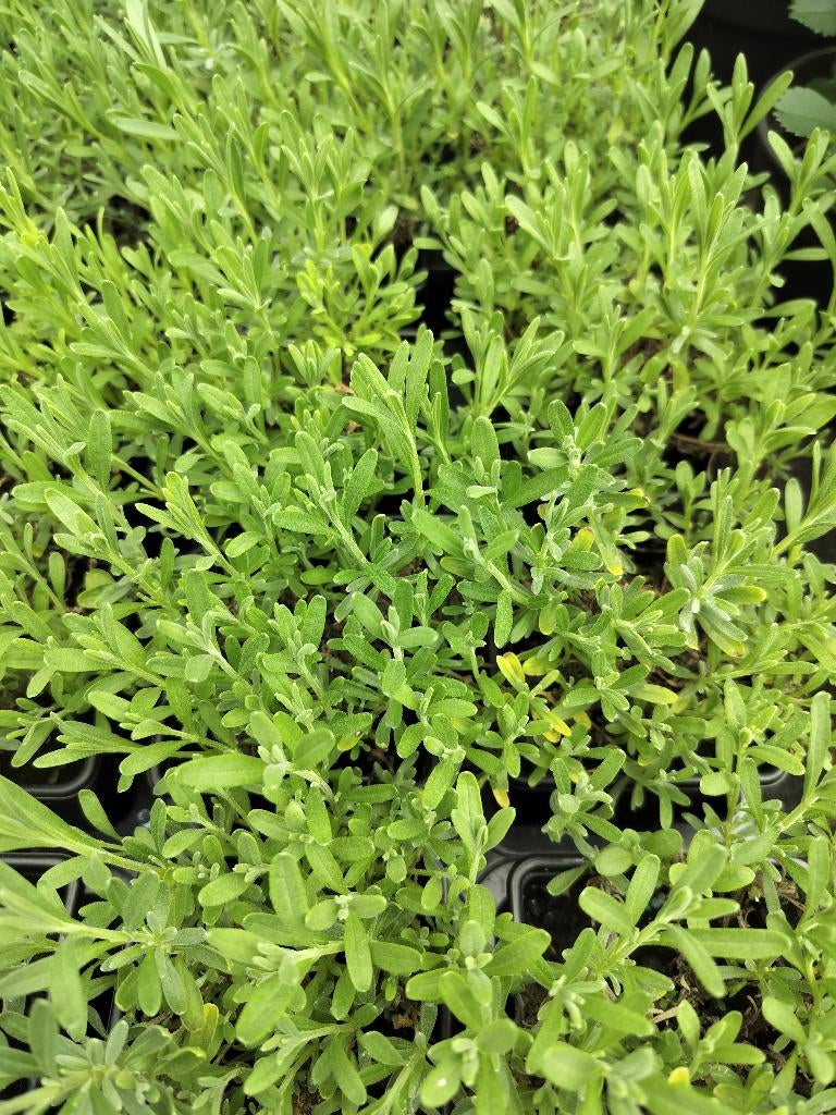 Lavendel Hitcote, Tuin en Terras, Planten | Tuinplanten, Ophalen, Bodembedekkers, Volle zon, Vaste plant