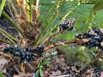 Palmzaden Trachycarpus Naggy x Trachycarpus princeps zaden !, Ophalen of Verzenden, Voorjaar, Volle zon, Zaad