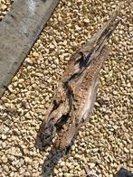 Bois pour aquarium, Enlèvement ou Envoi