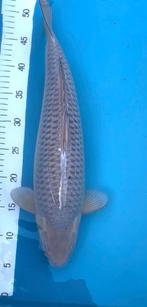 Soragoi Nisai Marusei 45-50 cm, Carpe ou Koï