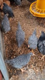 Amrock hanen, Dieren en Toebehoren, Pluimvee