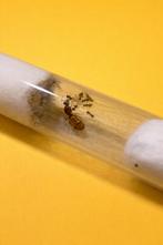 Reine Lasius Emarginatus avec 1 à 10 ouvrières, Fourmis