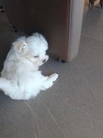 Maltezer pups, Dieren en Toebehoren, Parvo, België, Maltezer, Fokker | Hobbymatig
