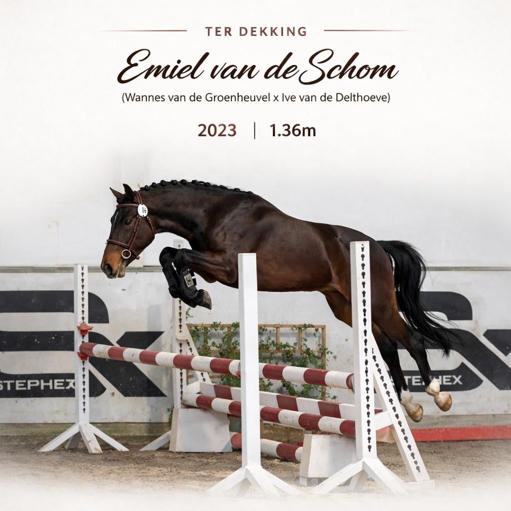 Ponyhengst ter dekking, Dieren en Toebehoren, Paarden en Pony's | Dekhengsten en Fokmerries, Hengst