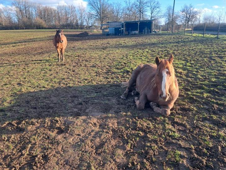 Communication animale, Animaux & Accessoires, Autres accessoires pour animaux