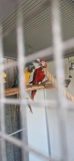 Couple : Aras, Plusieurs animaux, Perroquet, Parleur