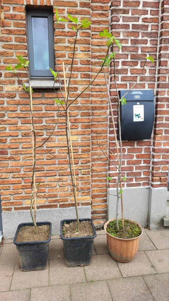 Figuiers biologiques, chacun pour 50 euros, Enlèvement